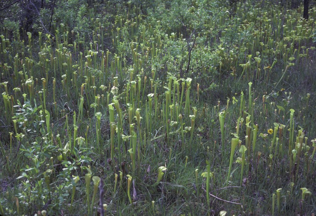 Sarraceniaceae Sarracenia flava