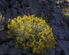 image of Encelia farinosa