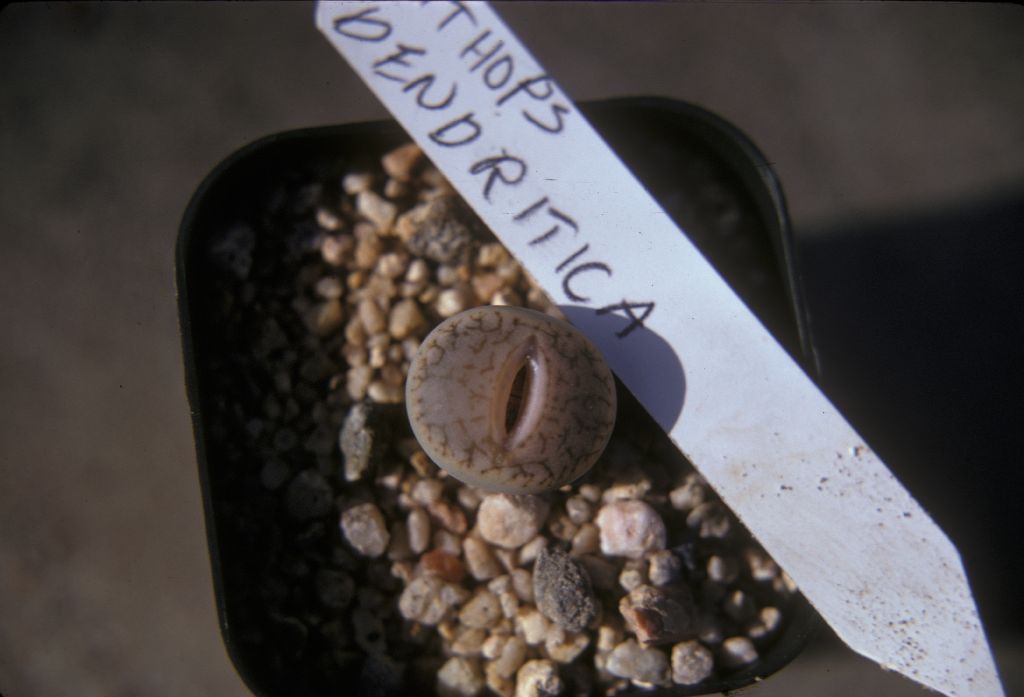 Aizoaceae Lithops dendritica