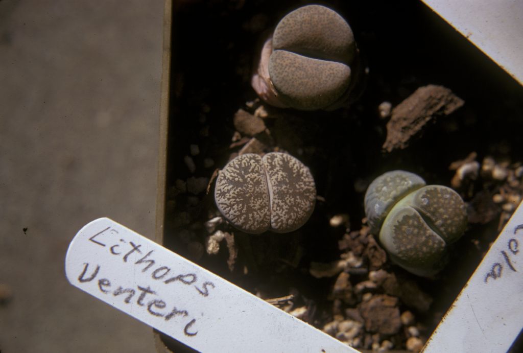 Aizoaceae Lithops venteri