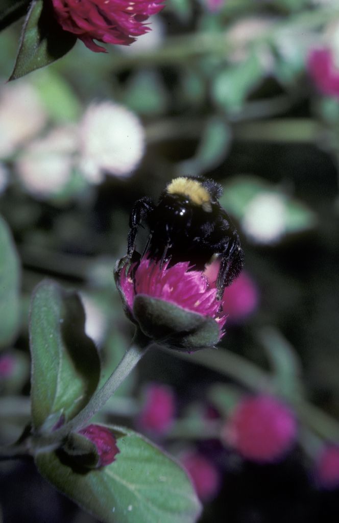 Amaranthaceae Gomphrena globosa