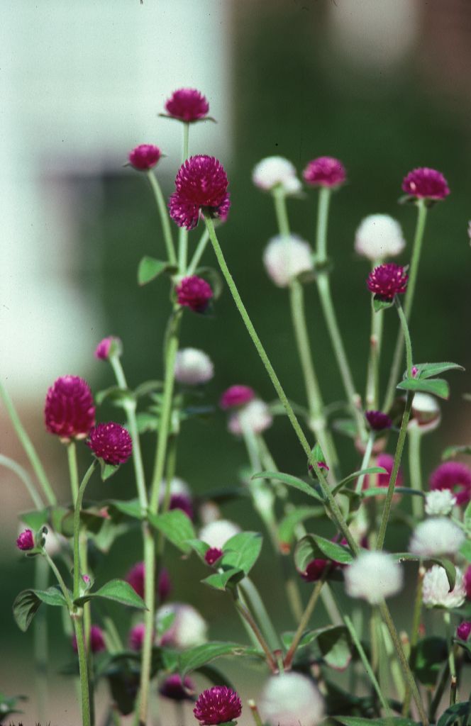 Amaranthaceae Gomphrena globosa