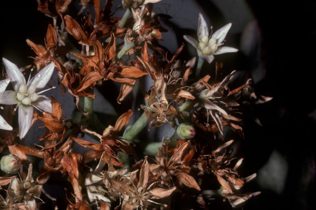 Crassulaceae Crassula argentea