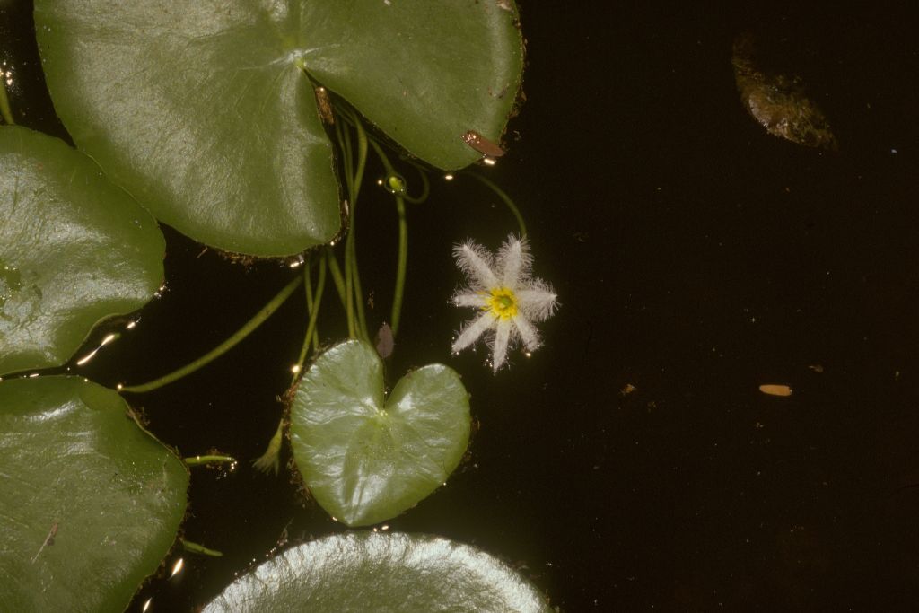 Menyanthaceae Nymphoides indica