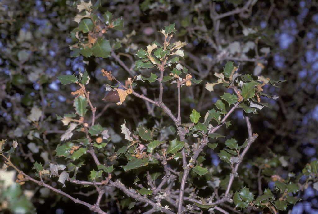 Fagaceae Quercus palmeri