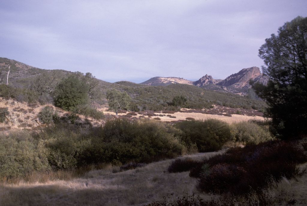 Fagaceae Quercus palmeri