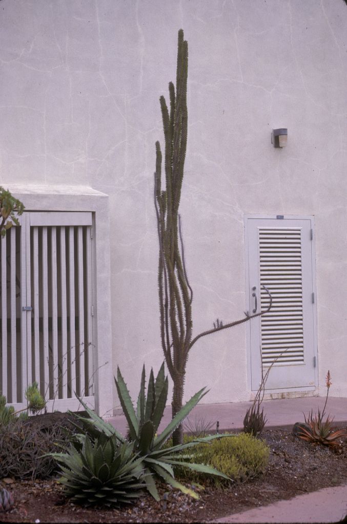 Didiereaceae Alluaudia 