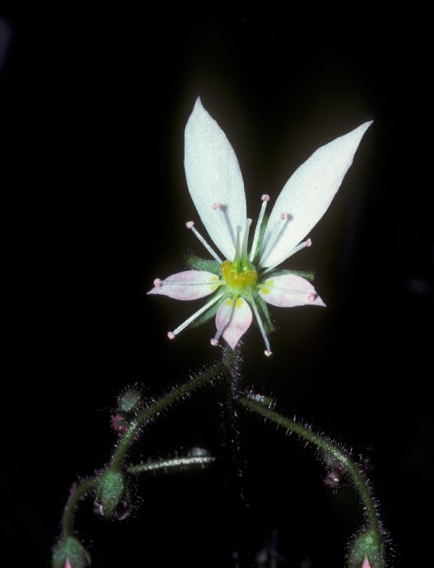 Saxifragaceae Saxifraga stolonifera