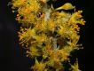 image of Abatia parviflora