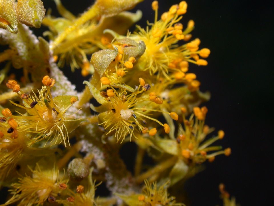 Passifloraceae Abatia parviflora
