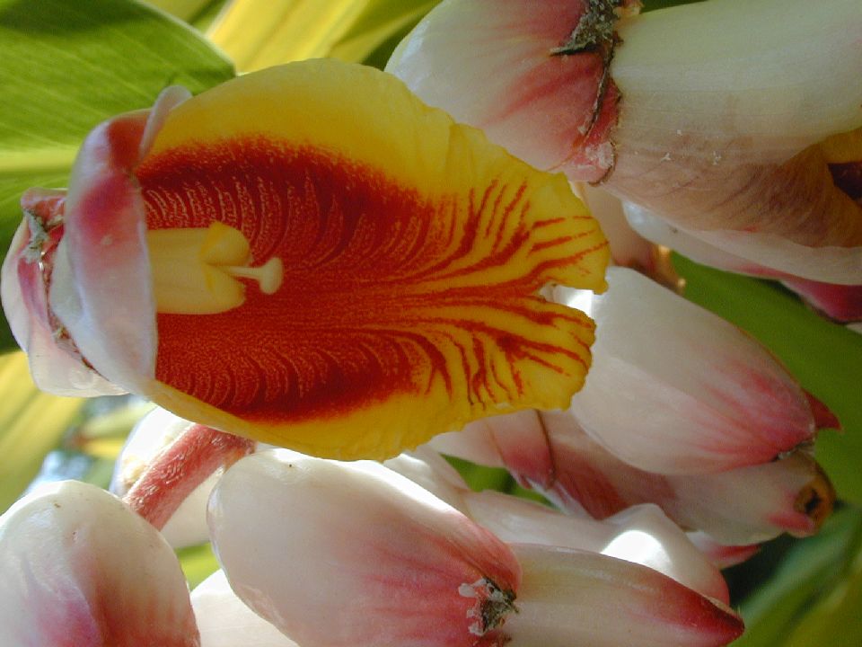 Zingiberaceae Alpinia nutans
