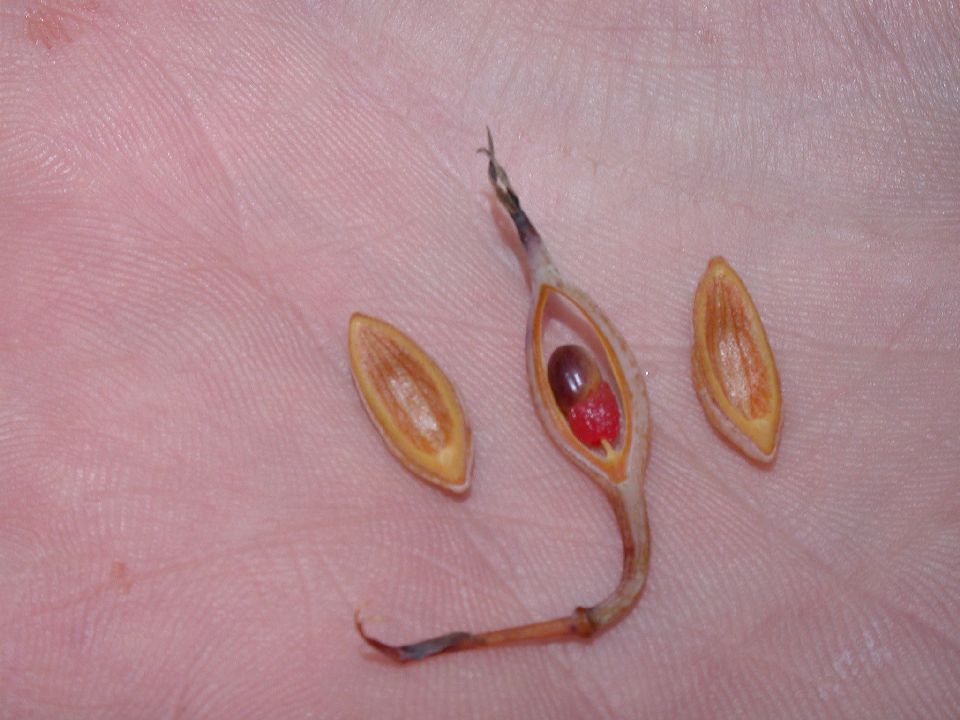 Papaveraceae Bocconia 
