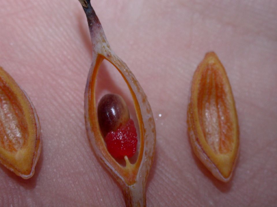Papaveraceae Bocconia 