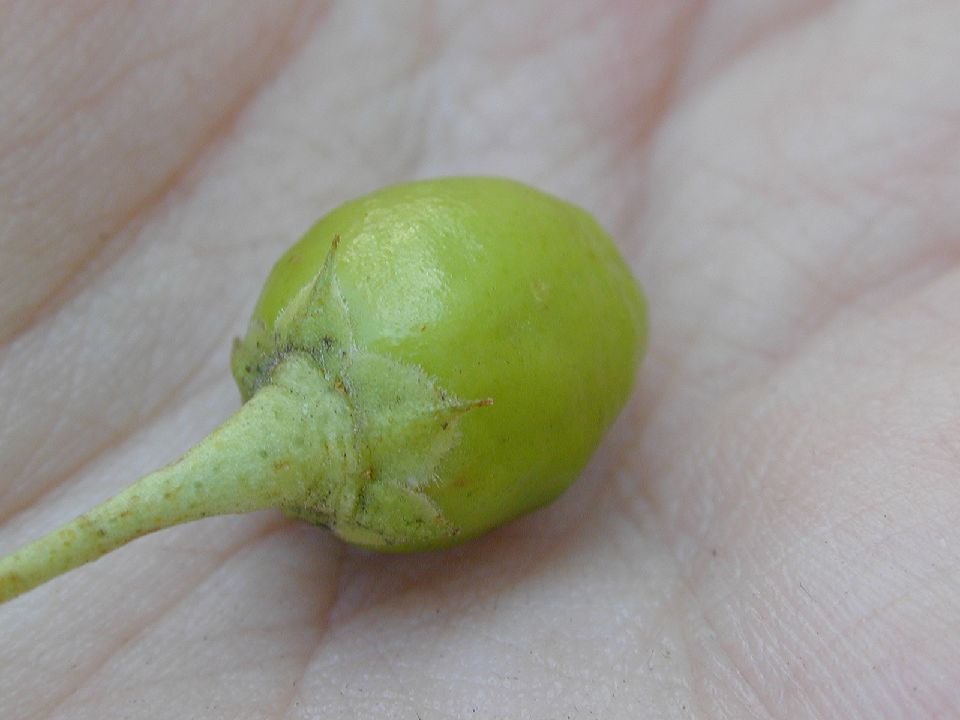 Scrophulariaceae Bontia 