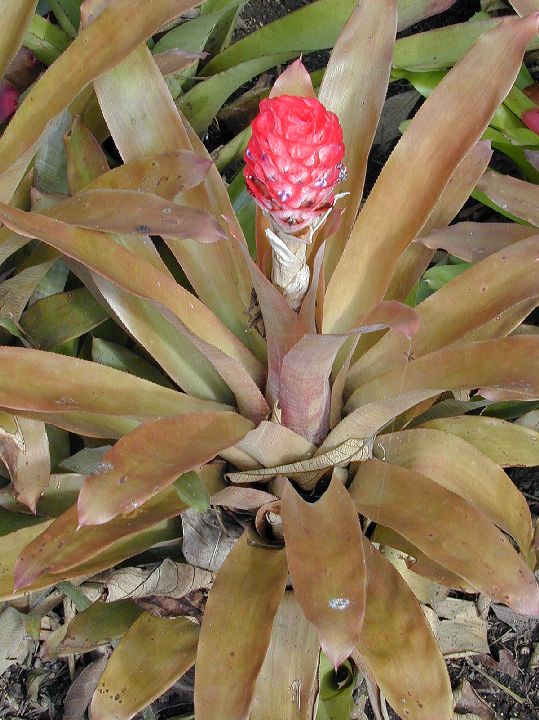 Bromeliaceae  