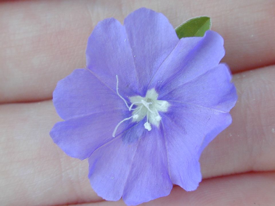 Convolvulaceae Evolvulus 