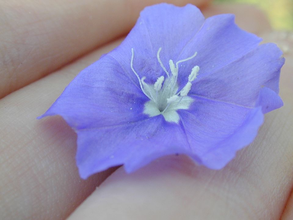Convolvulaceae Evolvulus 