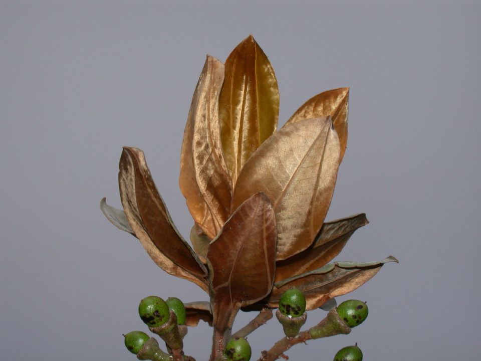 Lauraceae Ocotea calophylla
