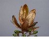image of Ocotea calophylla