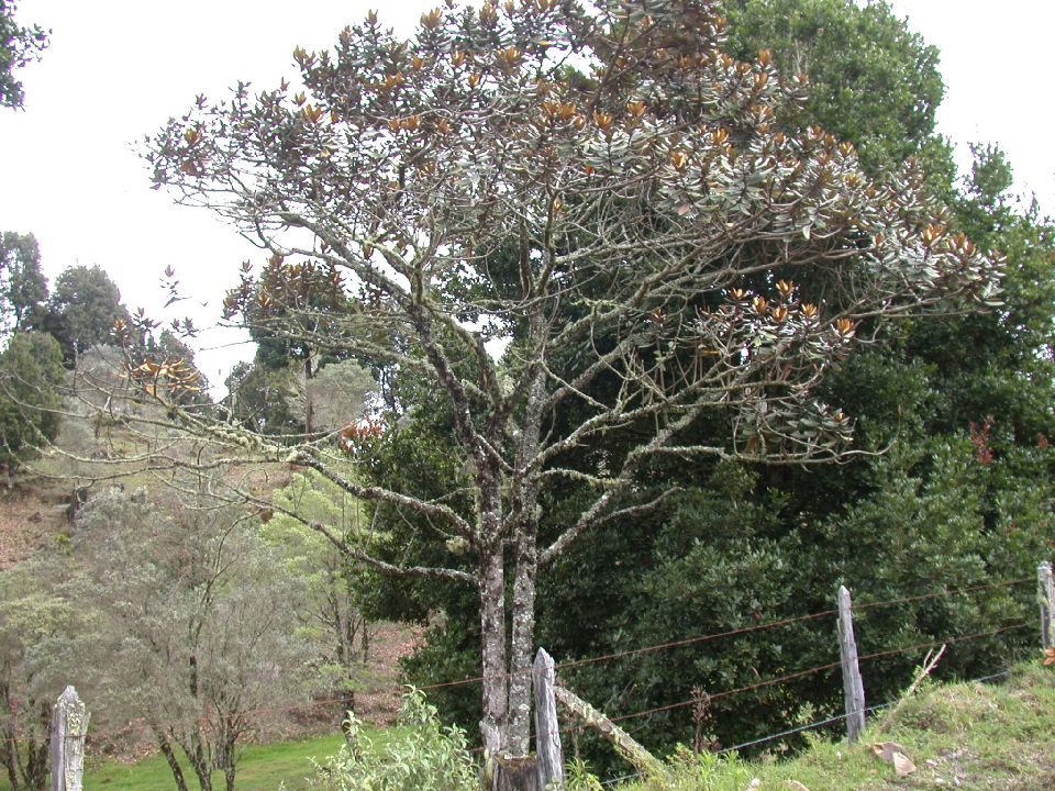 Lauraceae Ocotea calophylla