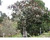 image of Ocotea calophylla