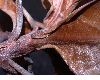 image of Ocotea calophylla