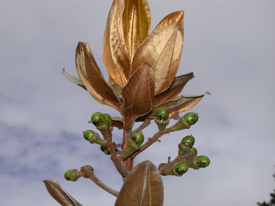 Lauraceae Ocotea calophylla