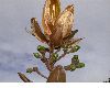 image of Ocotea calophylla