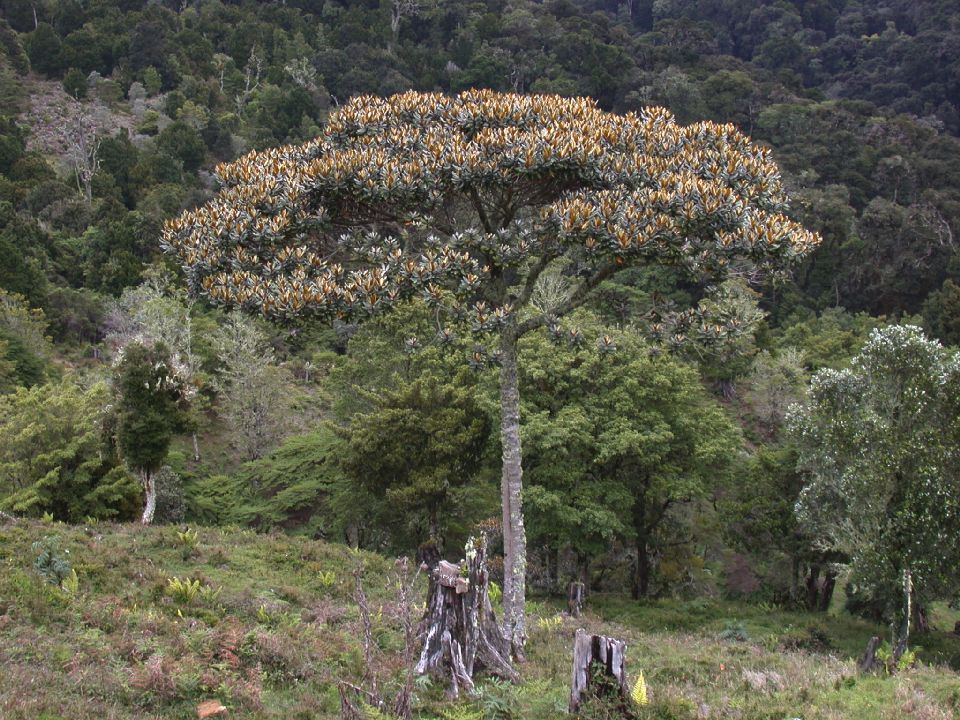 Lauraceae Ocotea calophylla