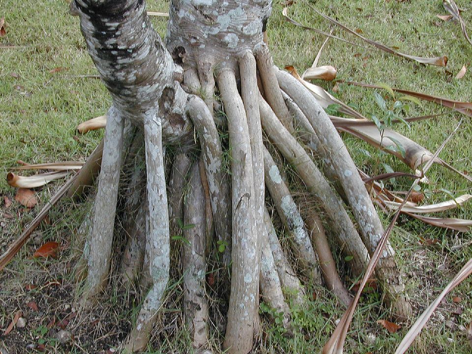 Pandanaceae Pandanus utilis