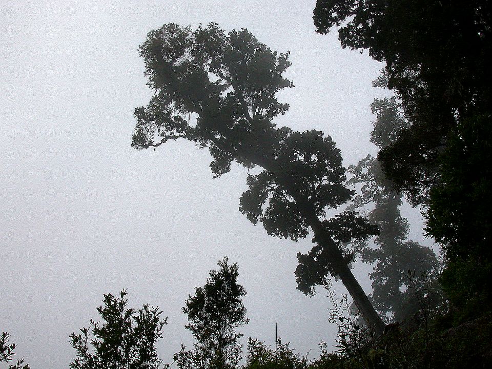 Fagaceae Quercus bumelioides
