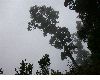 image of Quercus bumelioides