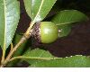 image of Quercus eugeniifolia