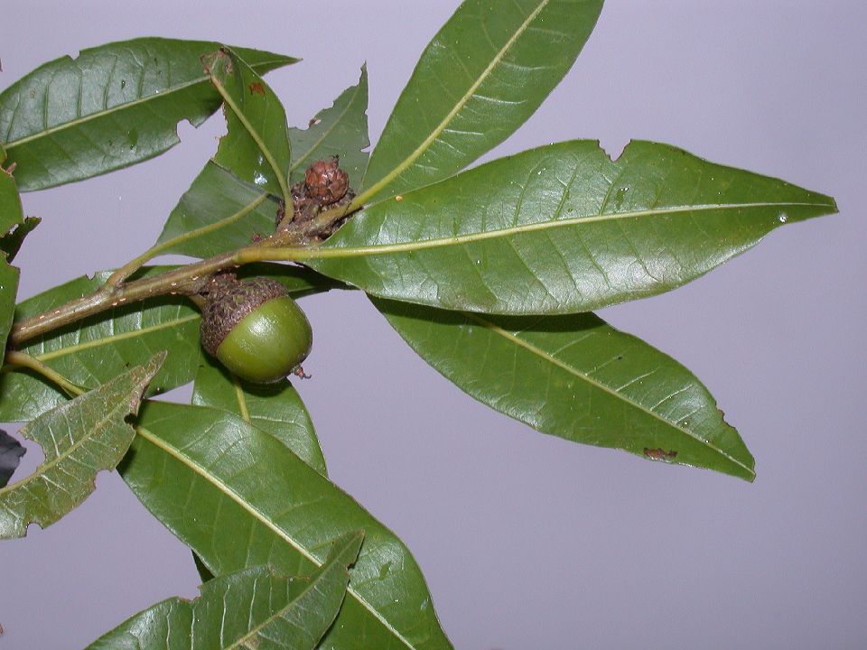 Fagaceae Quercus eugeniifolia