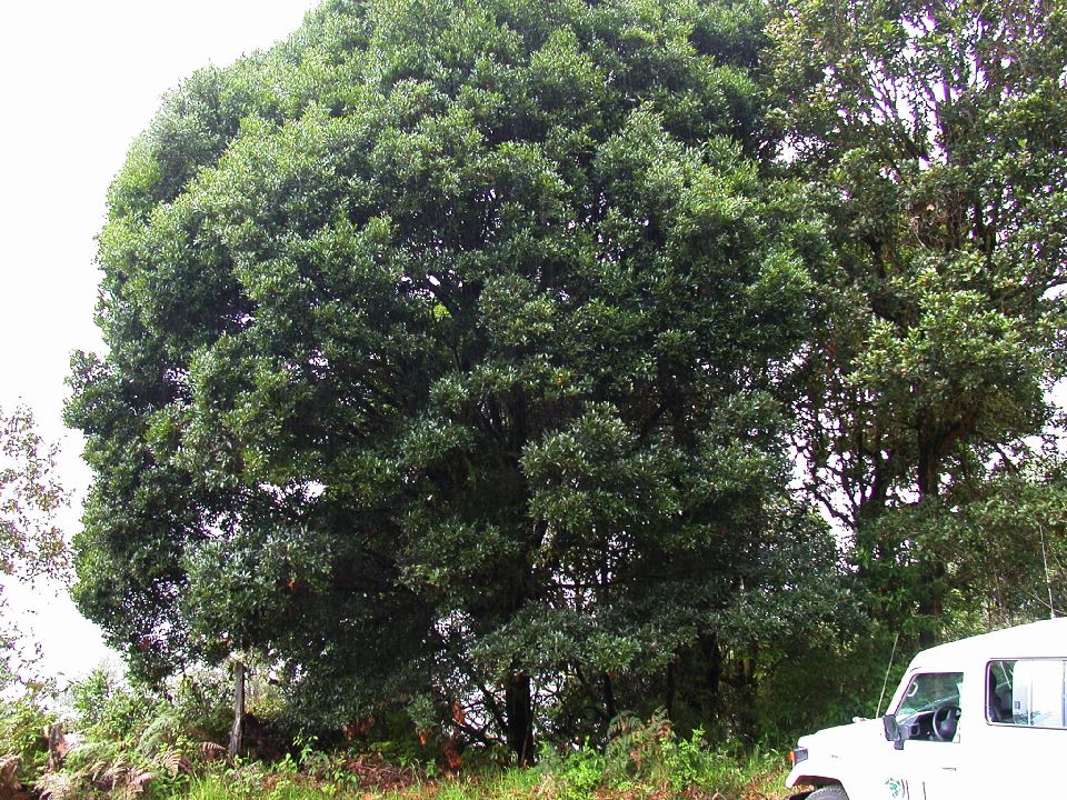 Fagaceae Quercus eugeniifolia
