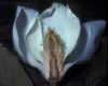 image of Magnolia grandiflora