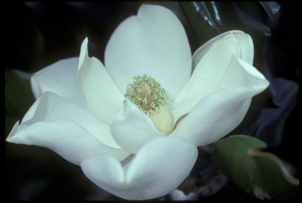 Magnoliaceae Magnolia grandiflora
