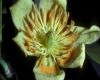 image of Liriodendron tulipifera