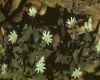 image of Stellaria 