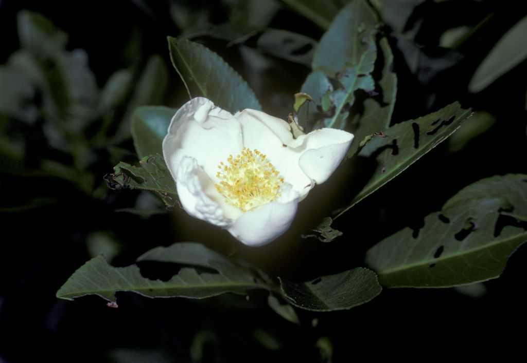 Theaceae Gordonia lasianthus