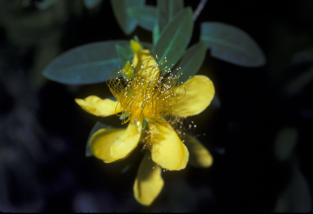 Hypericaceae Hypericum 
