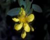image of Hypericum 