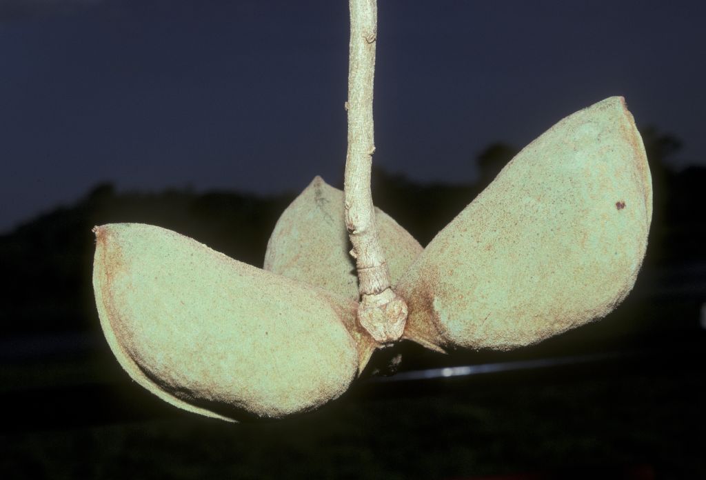 Sterculiaceae Sterculia apetala