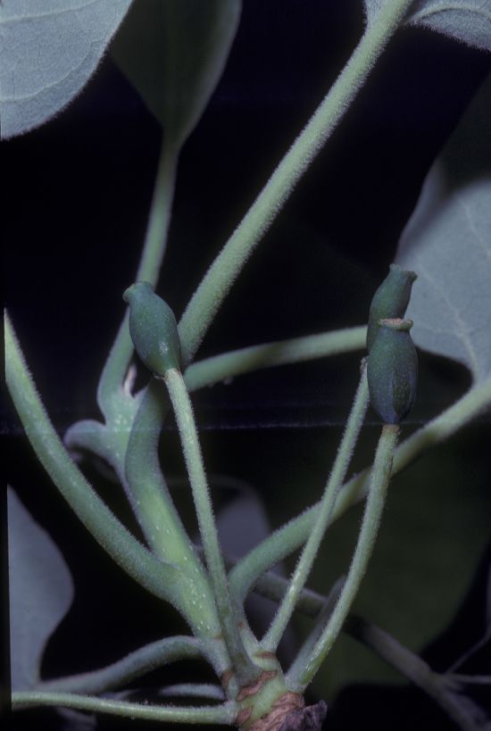 Nyssaceae Nyssa aquatica