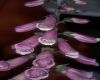 image of Digitalis purpurea