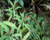 image of  