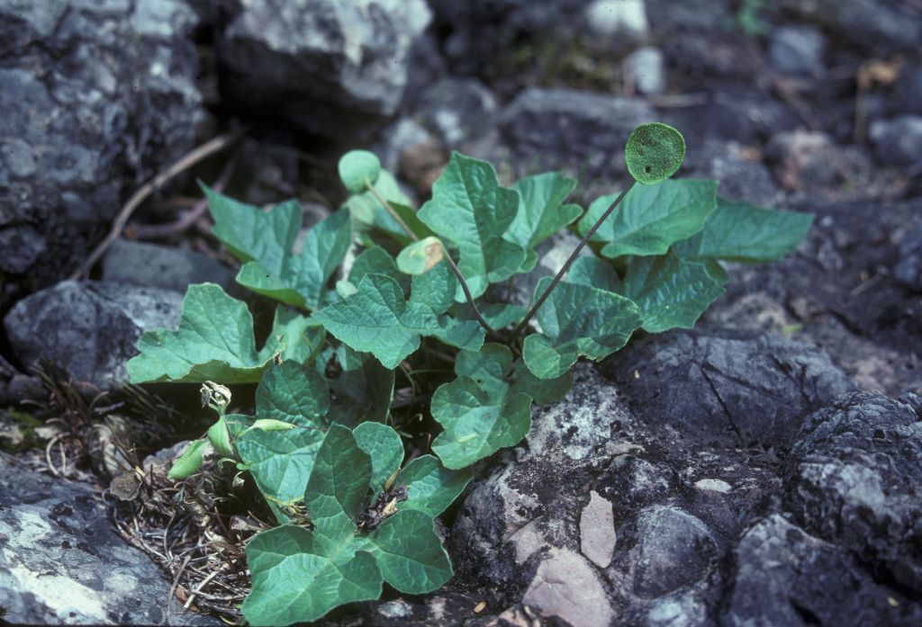Moraceae Dorstenia 