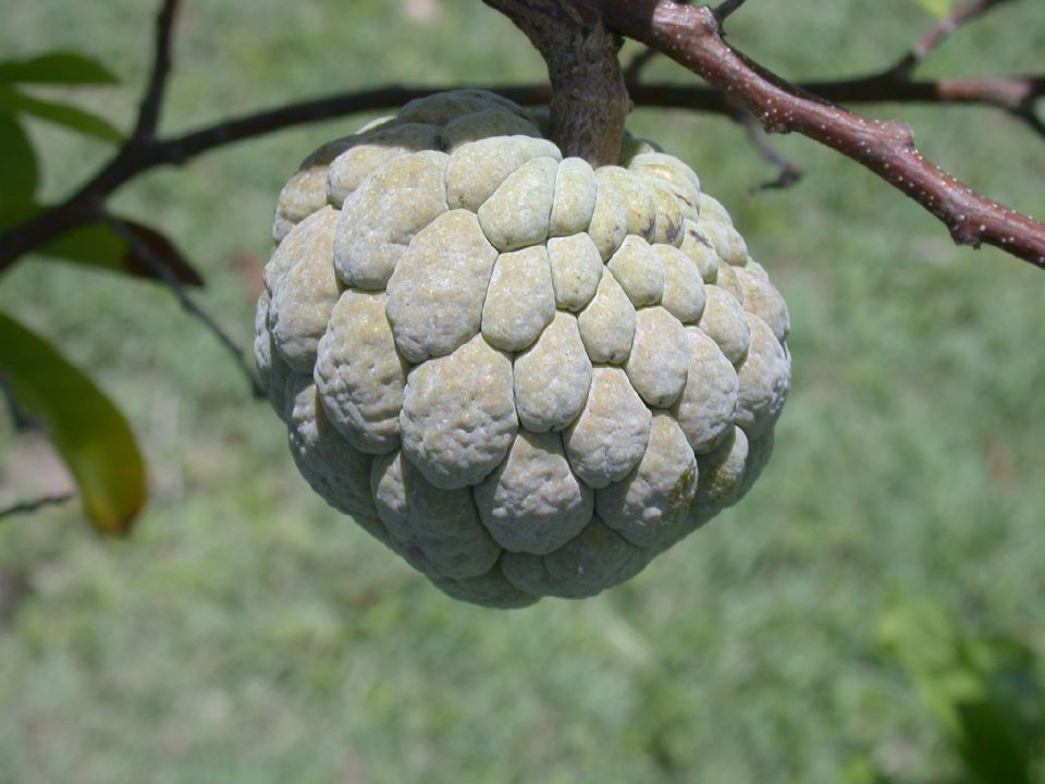 Annonaceae Annona squamosa