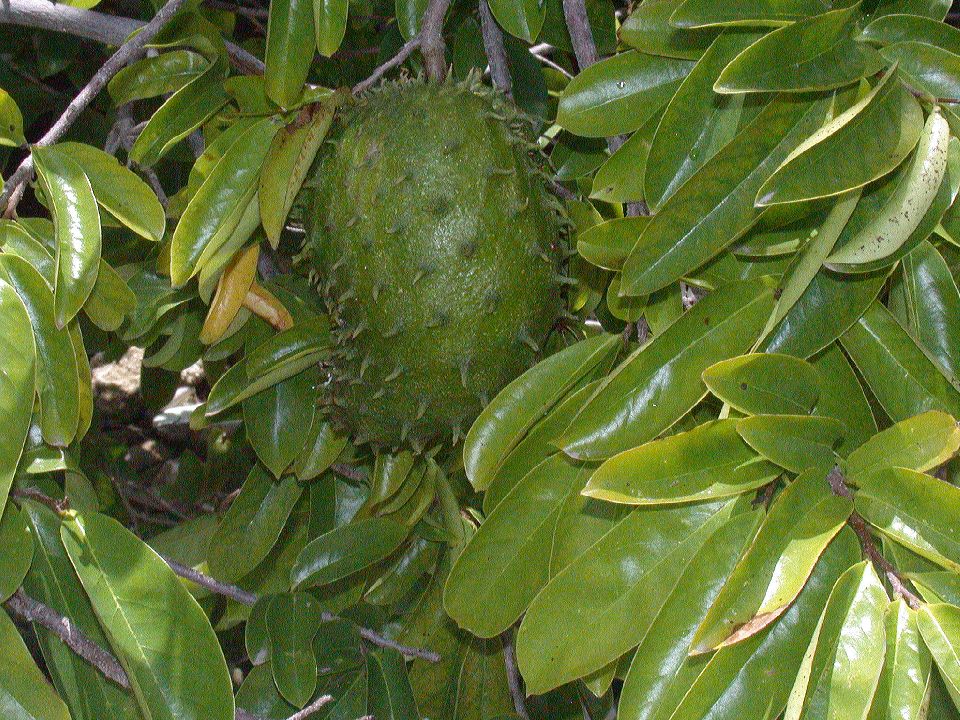 Annonaceae Annona muricata