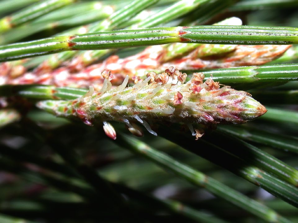 Casuarinaceae Casuarina equisetifolia